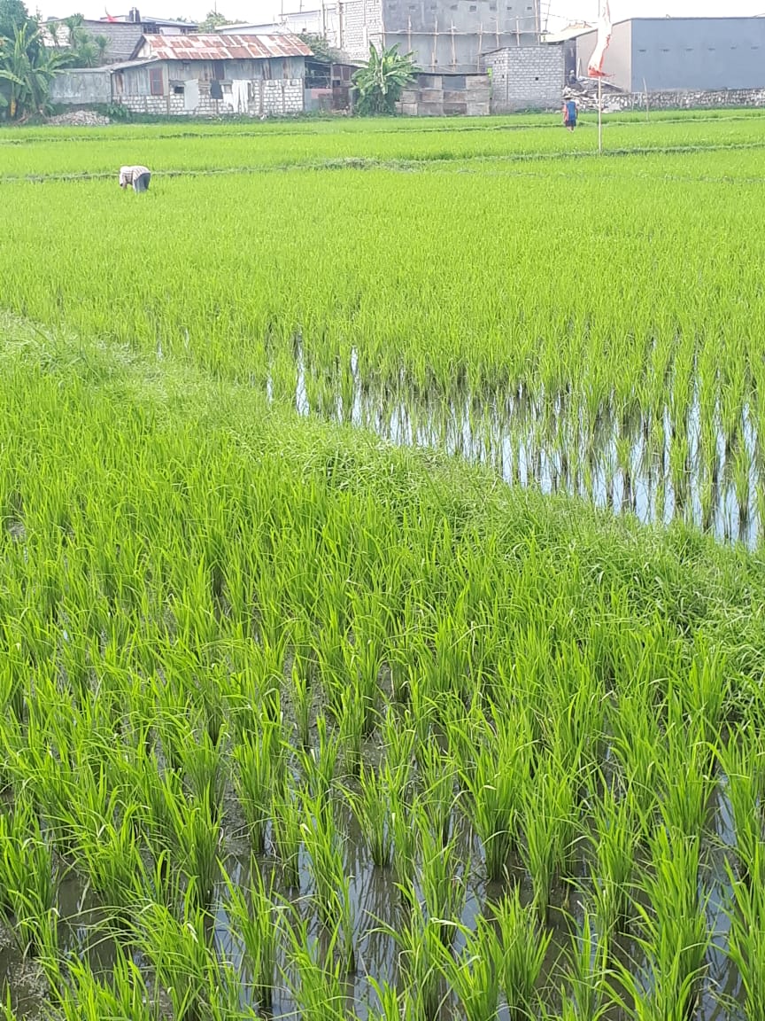 VARIETAS BENIH UNGGUL PADI MELALUI DEMONSTRASI AREA