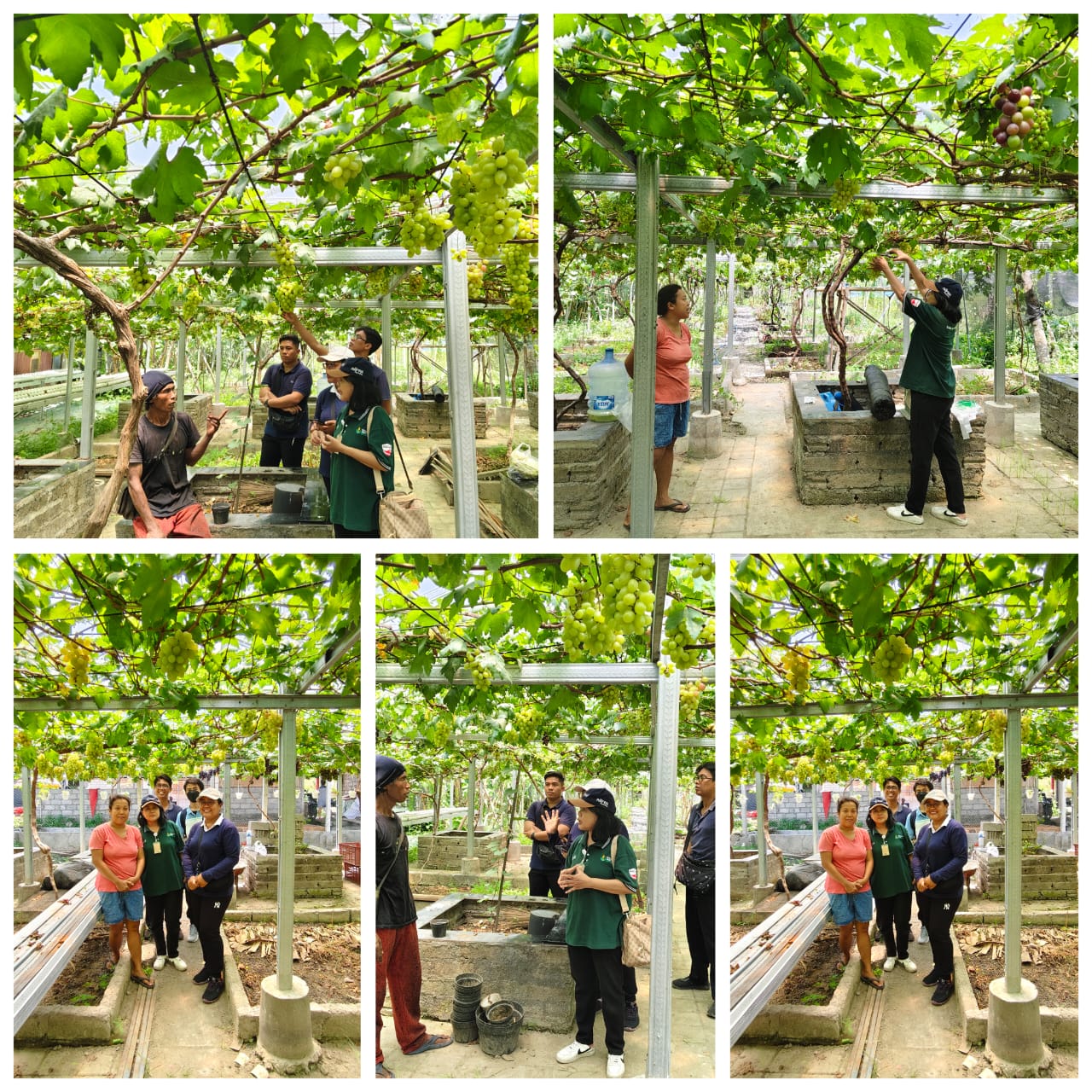 Kembangkan Anggur Import Menuju Agrowisata di Kota Denpasar