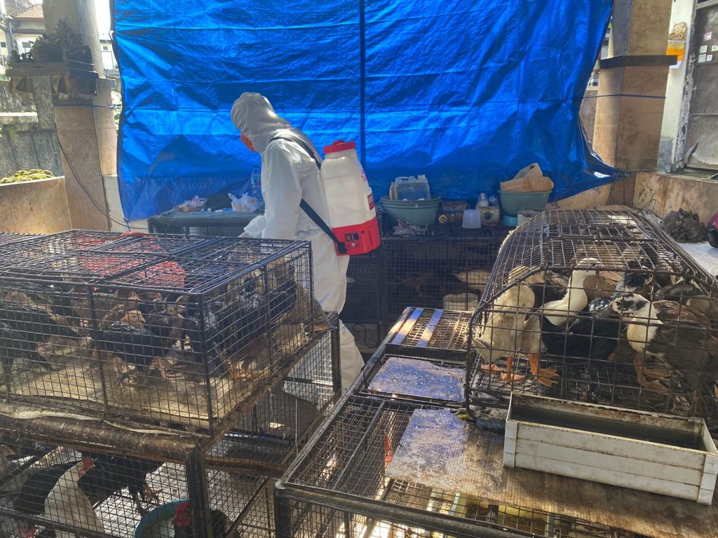 Cegah Flu Burung Clade Baru, Distan Kota Denpasar Gencarkan KIE dan Biosecurity di Pasar Unggas