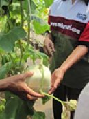 PERTANIAN BELAJAR MELON KOTAK KE MEKARSARI