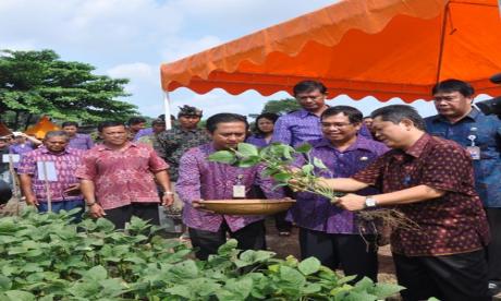 Panen Edamame bersama Walikota Denpasar