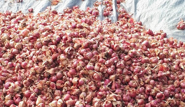 BUDI DAYA BAWANG MERAH DI DENPASAR PROSPEKTIF