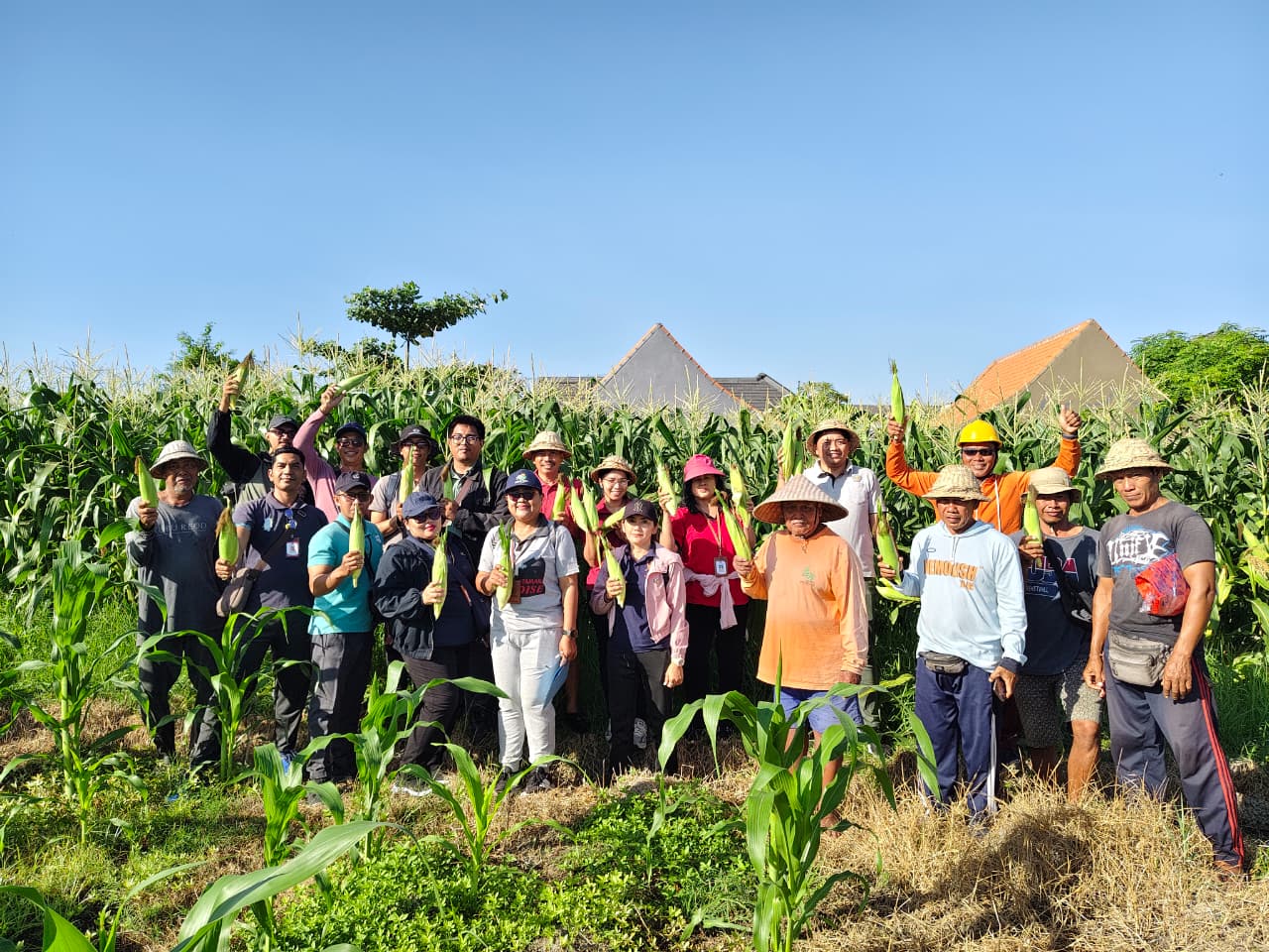 Panen Jagung Manis Varietas Golden Boy Optimalkan Lahan Bera di Subak Intaran Barat Hasilkan 3,21 ton 