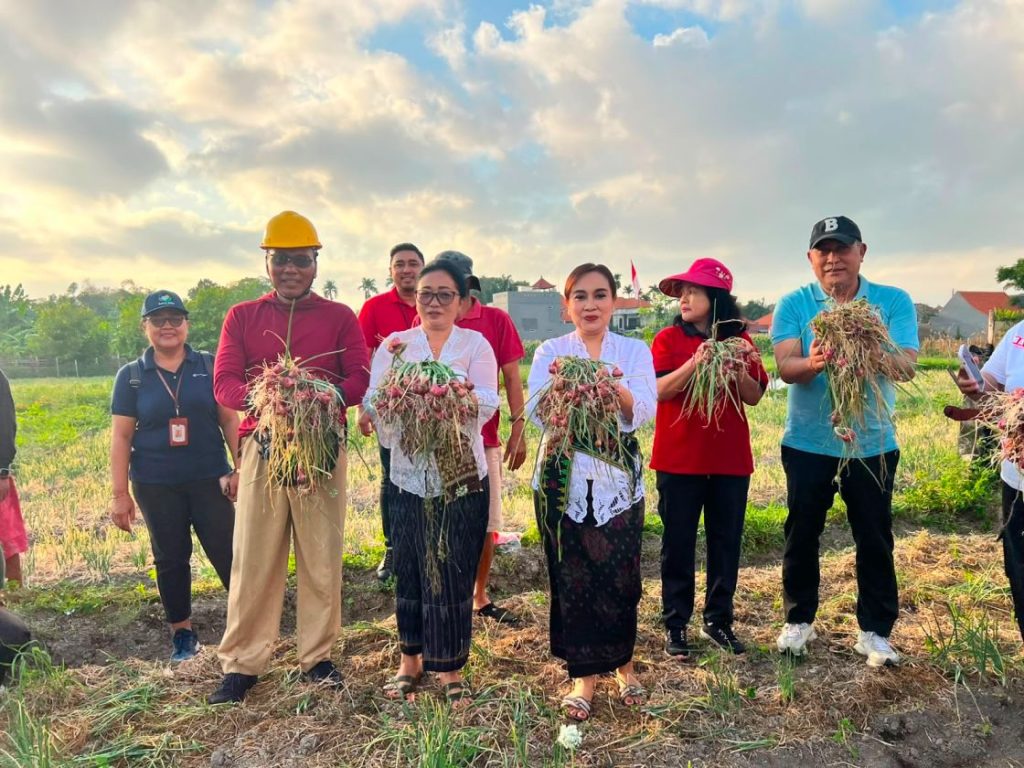 Ketua TP PKK Kota Denpasar Bersama Ketua GOW Panen Bawang Merah dan Jagung Manis di Subak Intaran Barat